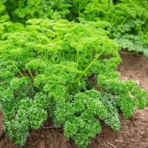 16x Culinary Herb Seed Assortment
