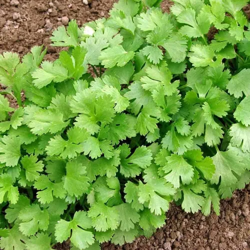 16x Culinary Herb Seed Assortment