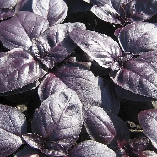 16x Culinary Herb Seed Assortment