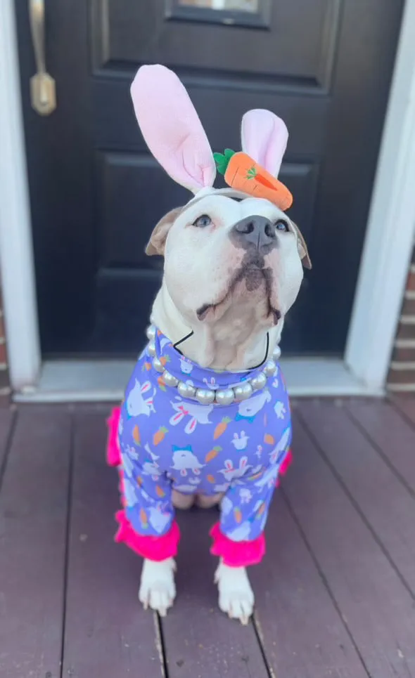 2025 Spring & Easter 4 Legged PAWjamas with Turtle Neck (Available in any pattern)