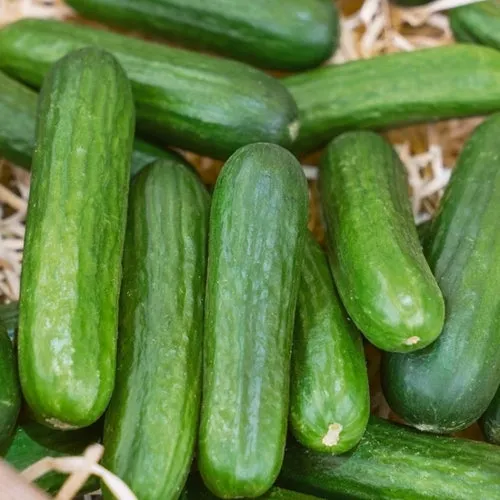 20x Garden Seed Assortment