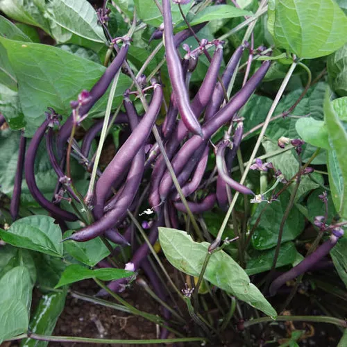 4x Colourful Bean Seed Assortment
