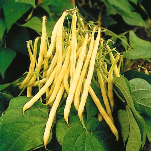 4x Colourful Bean Seed Assortment