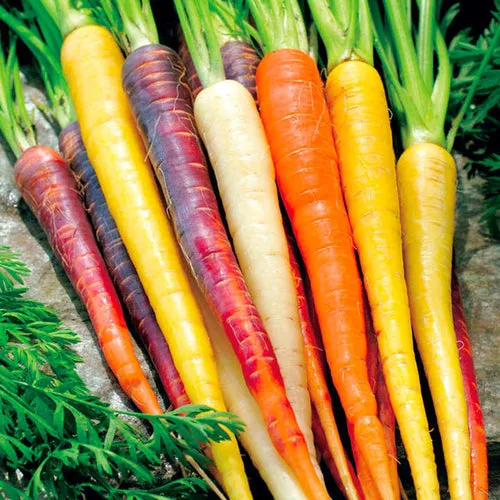 6x Carrot Seed Assortment