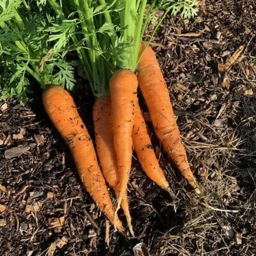 6x Carrot Seed Assortment