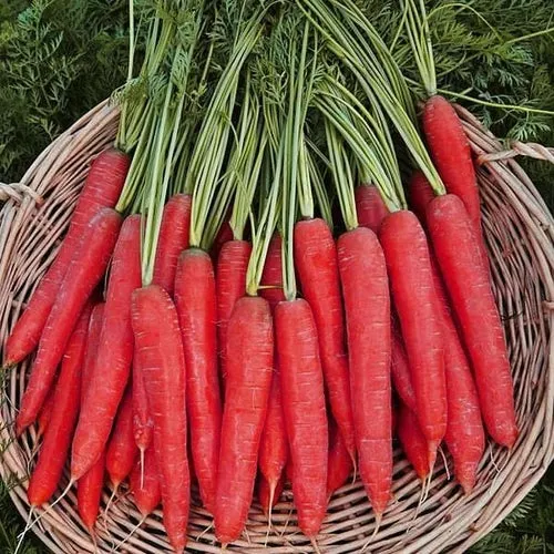 6x Carrot Seed Assortment