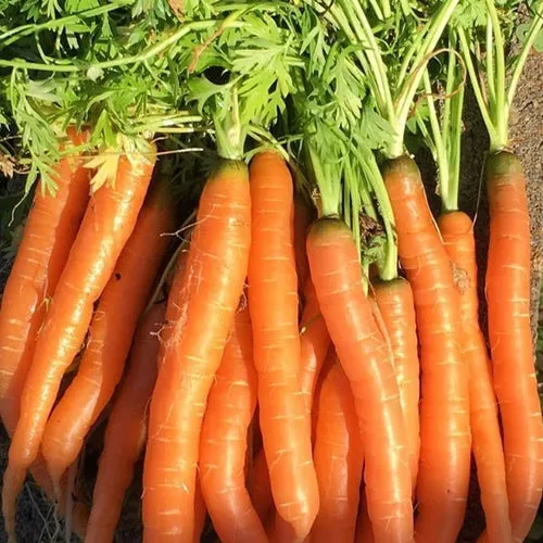 6x Carrot Seed Assortment