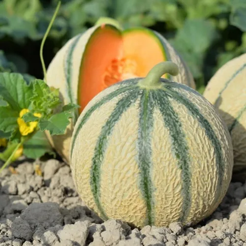 6x Melon Seed Assortment