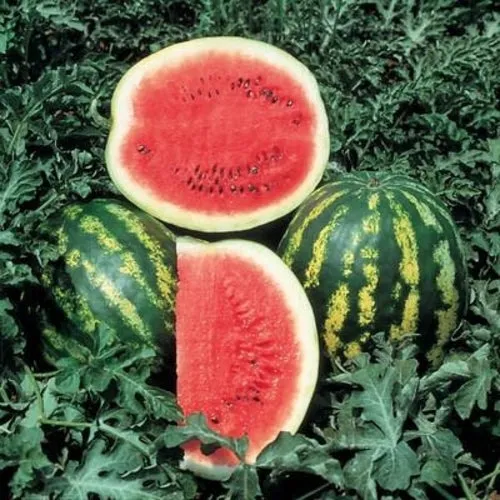 6x Melon Seed Assortment