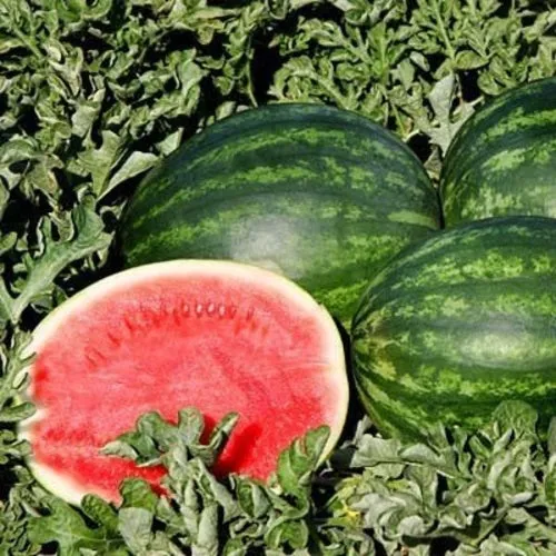 6x Melon Seed Assortment
