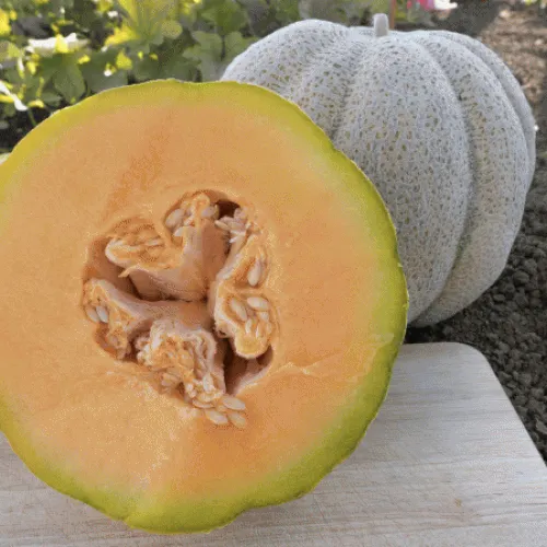6x Melon Seed Assortment