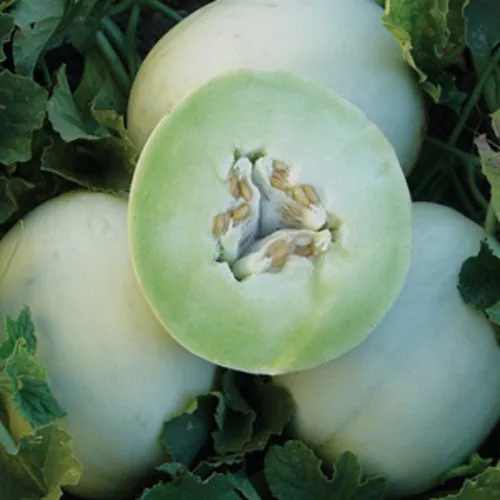 6x Melon Seed Assortment