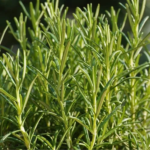 8x Culinary Herb Seed Assortment