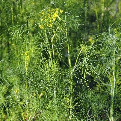 8x Culinary Herb Seed Assortment