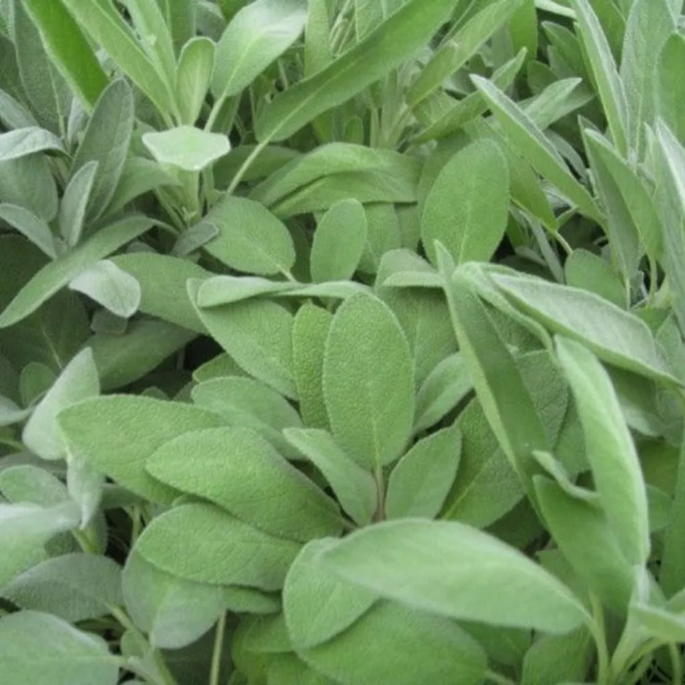 8x Culinary Herb Seed Assortment