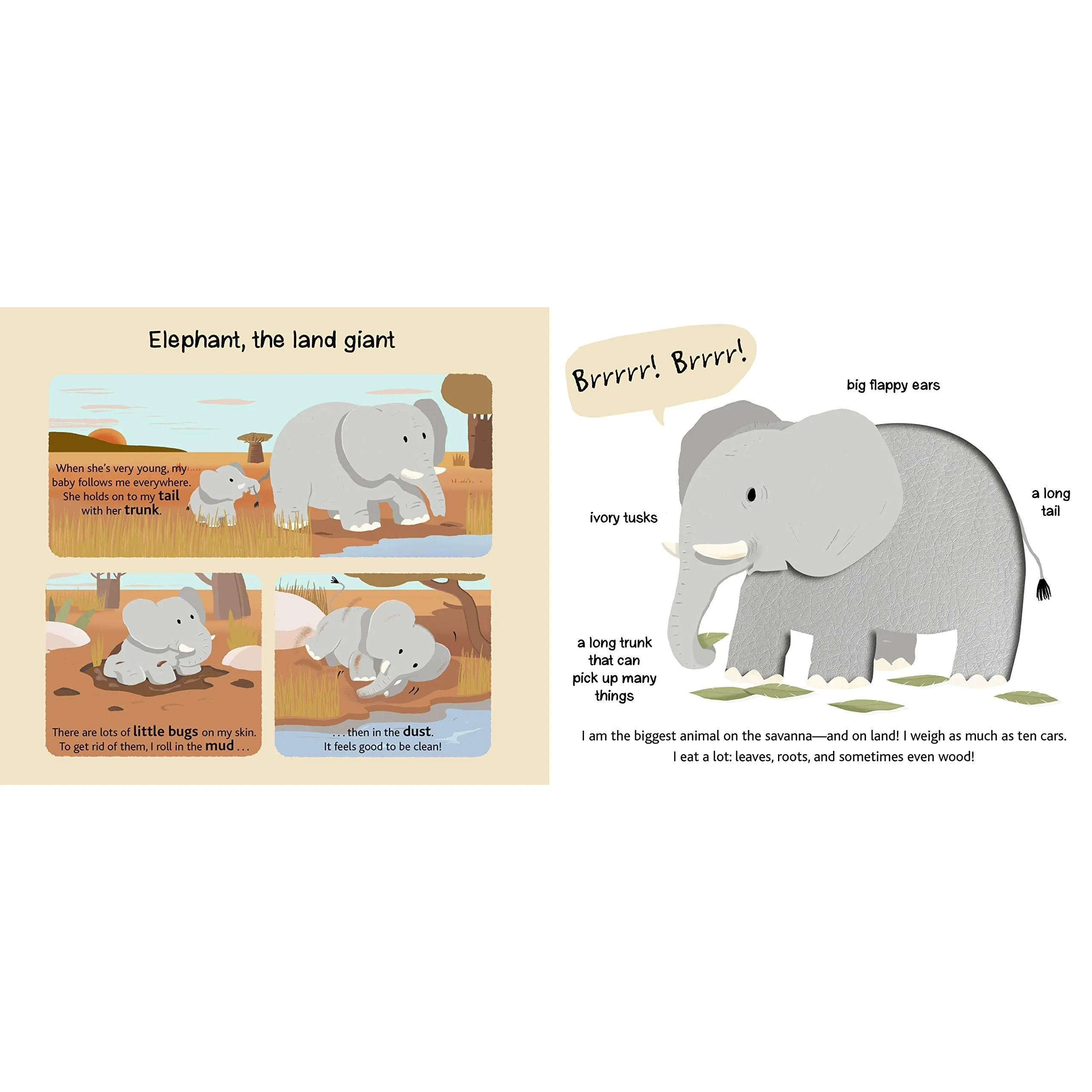 Chronicle Books: Touch and Explore: Safari (Board Book)