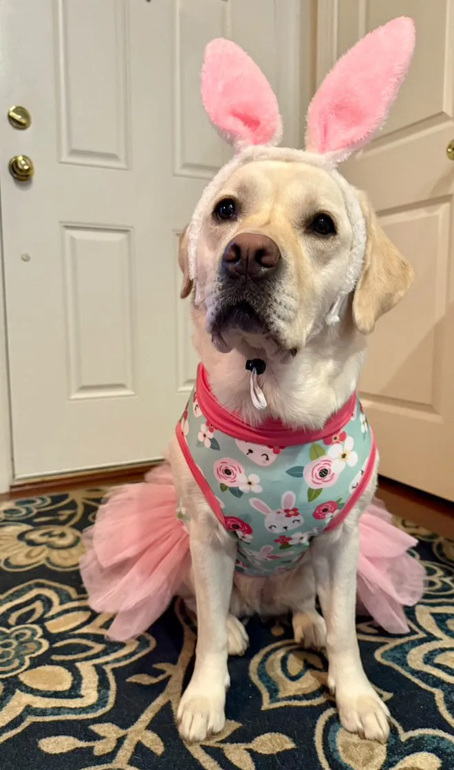 Feeling Hoppy - Dog Pajama with Pink Neck & Trim/Sleeves