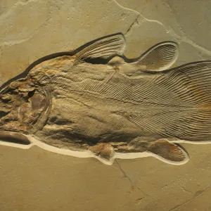 Fossil Time