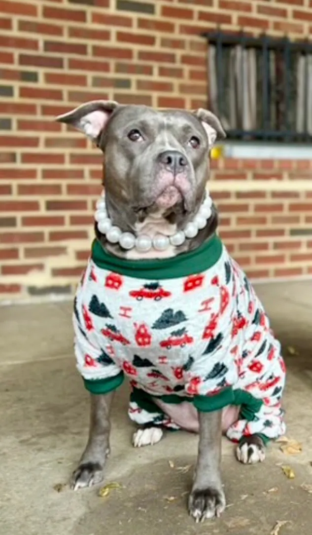 Love At First Frost 4 Legged PAWjamas with Turtle Neck (Available in any pattern)