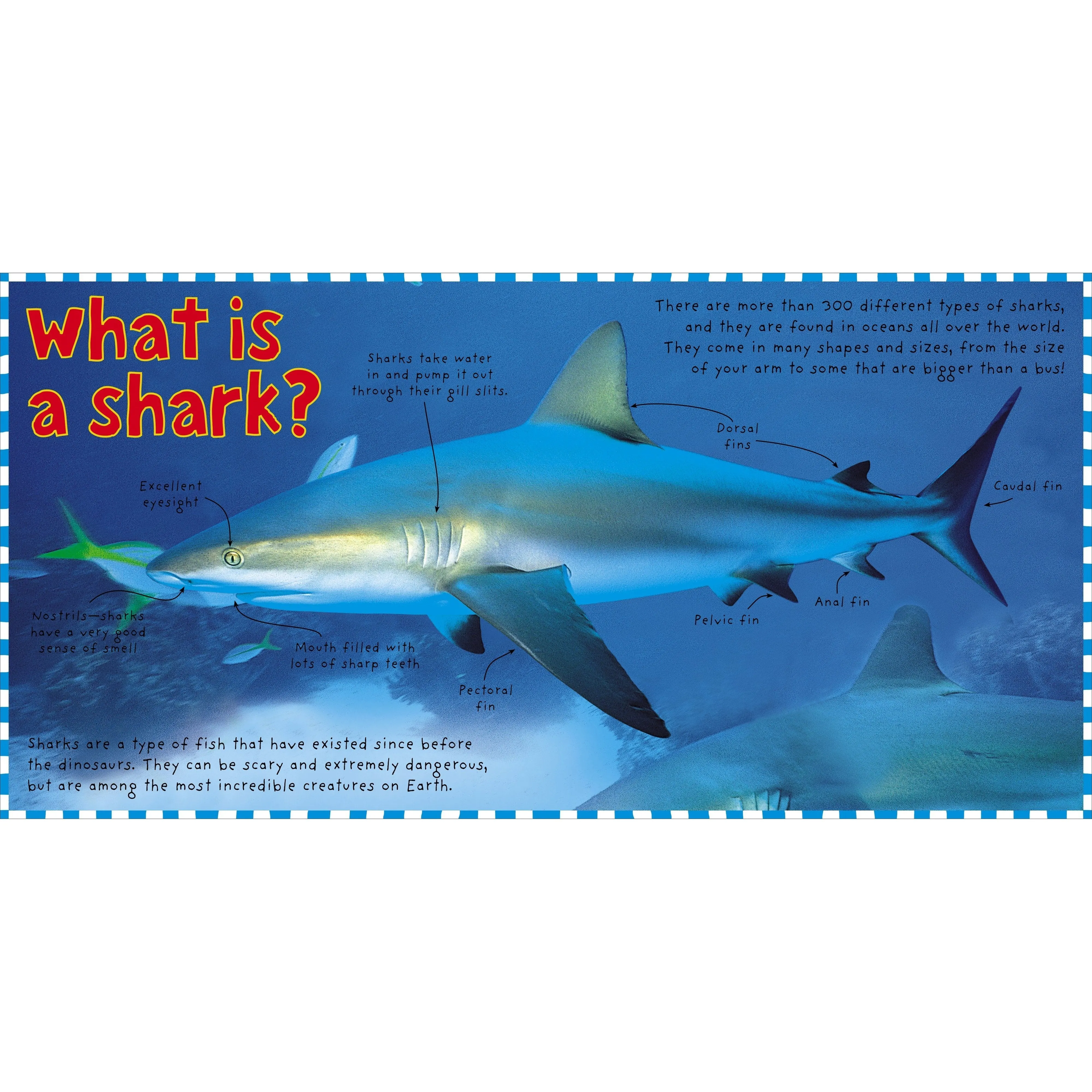 Macmillan Publishers: Smart Kids - Sharks