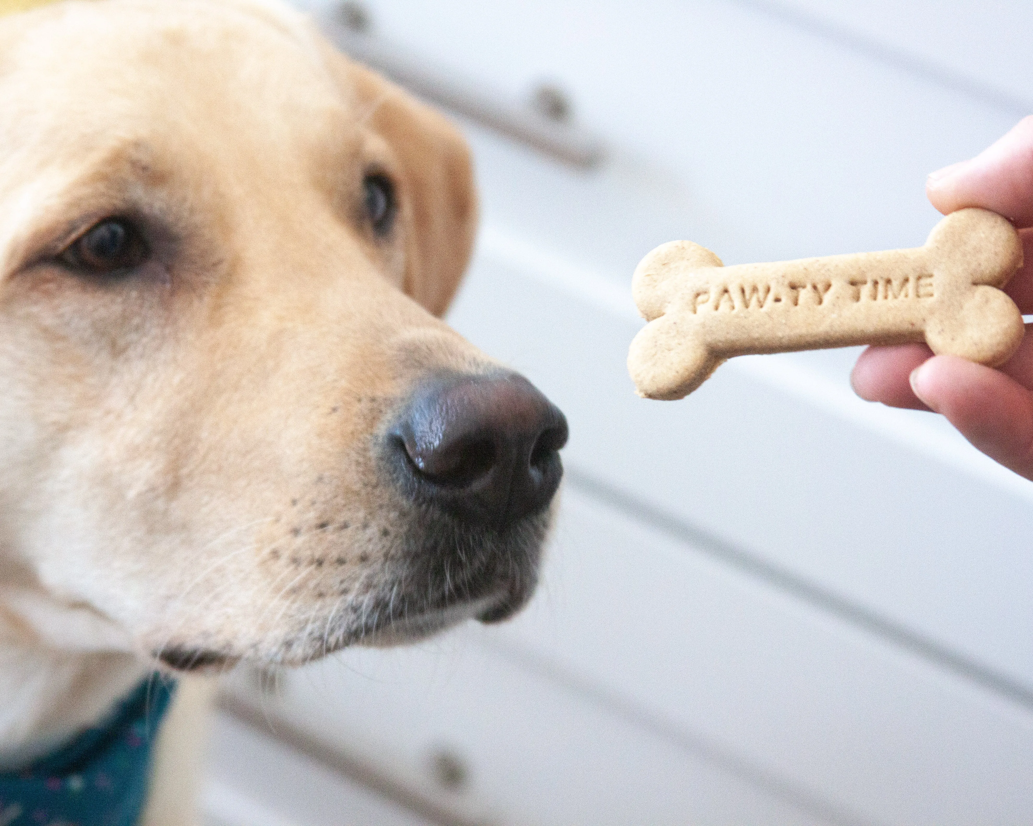 "Paw-ty Time" Bone Shaped Cookie Cutter