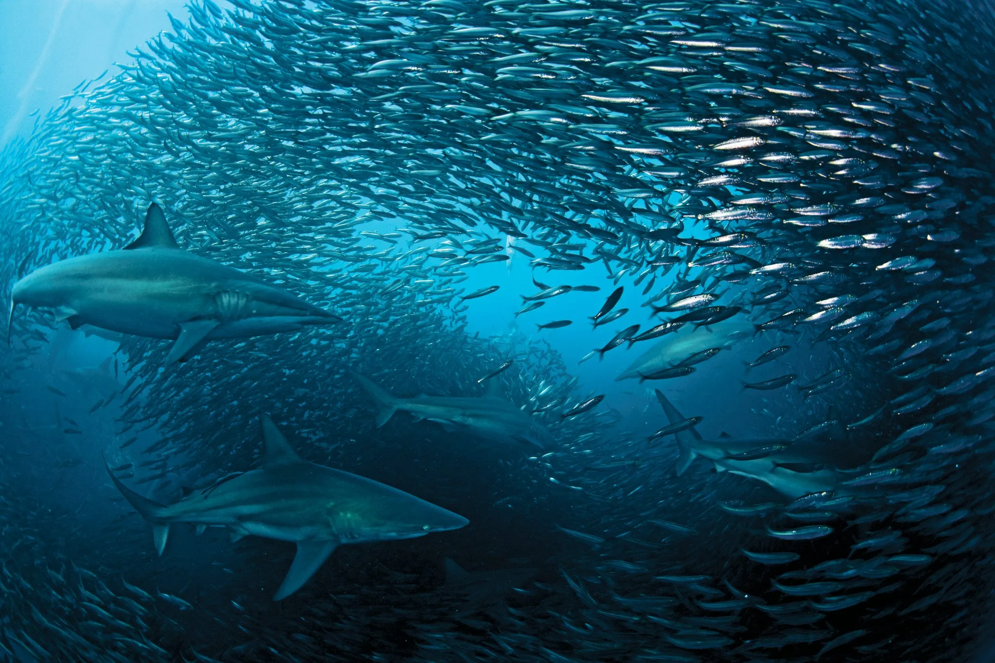 Sardine Run, Port St Johns, KwaZulu-Natal, South Africa