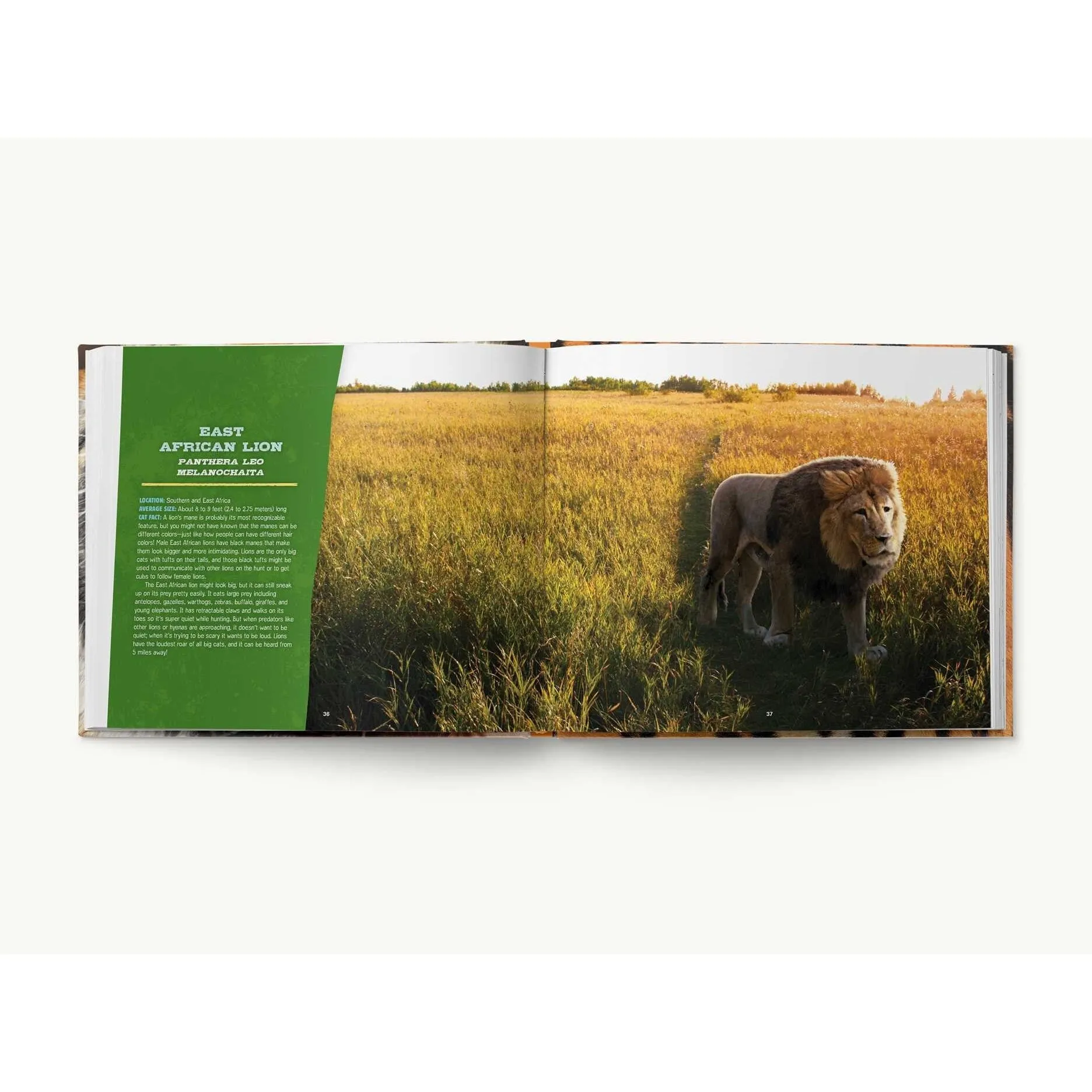 Simon & Schuster: Discovering Tigers, Lions & Other Cats (Hardcover Book)