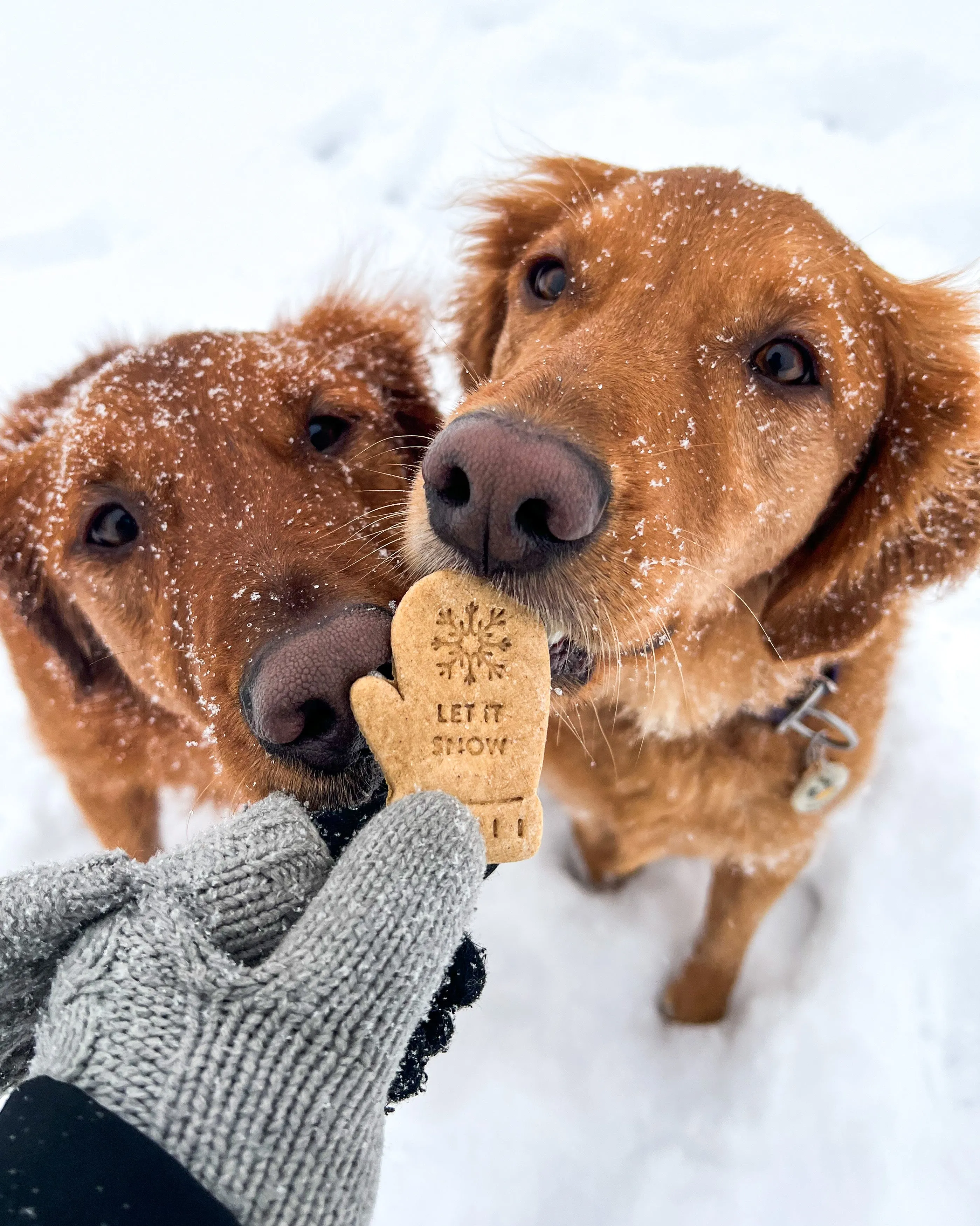 Snow Mittens Dog Biscuit Cookie Cutter