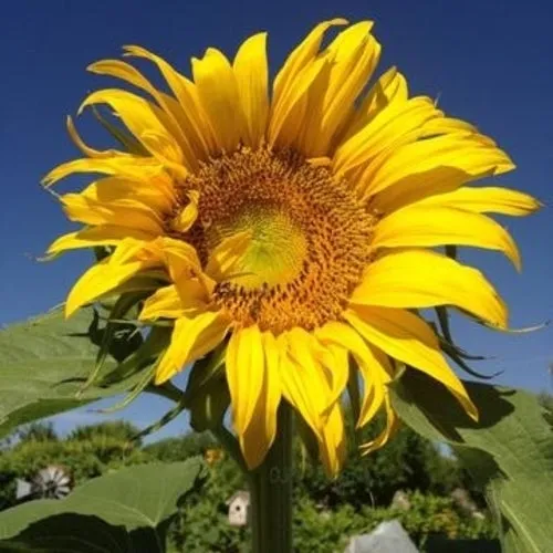 Three Sisters Garden Seed Assortment