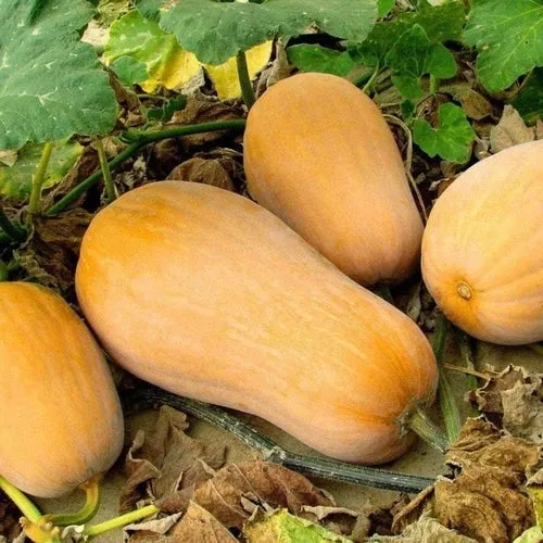 Three Sisters Garden Seed Assortment