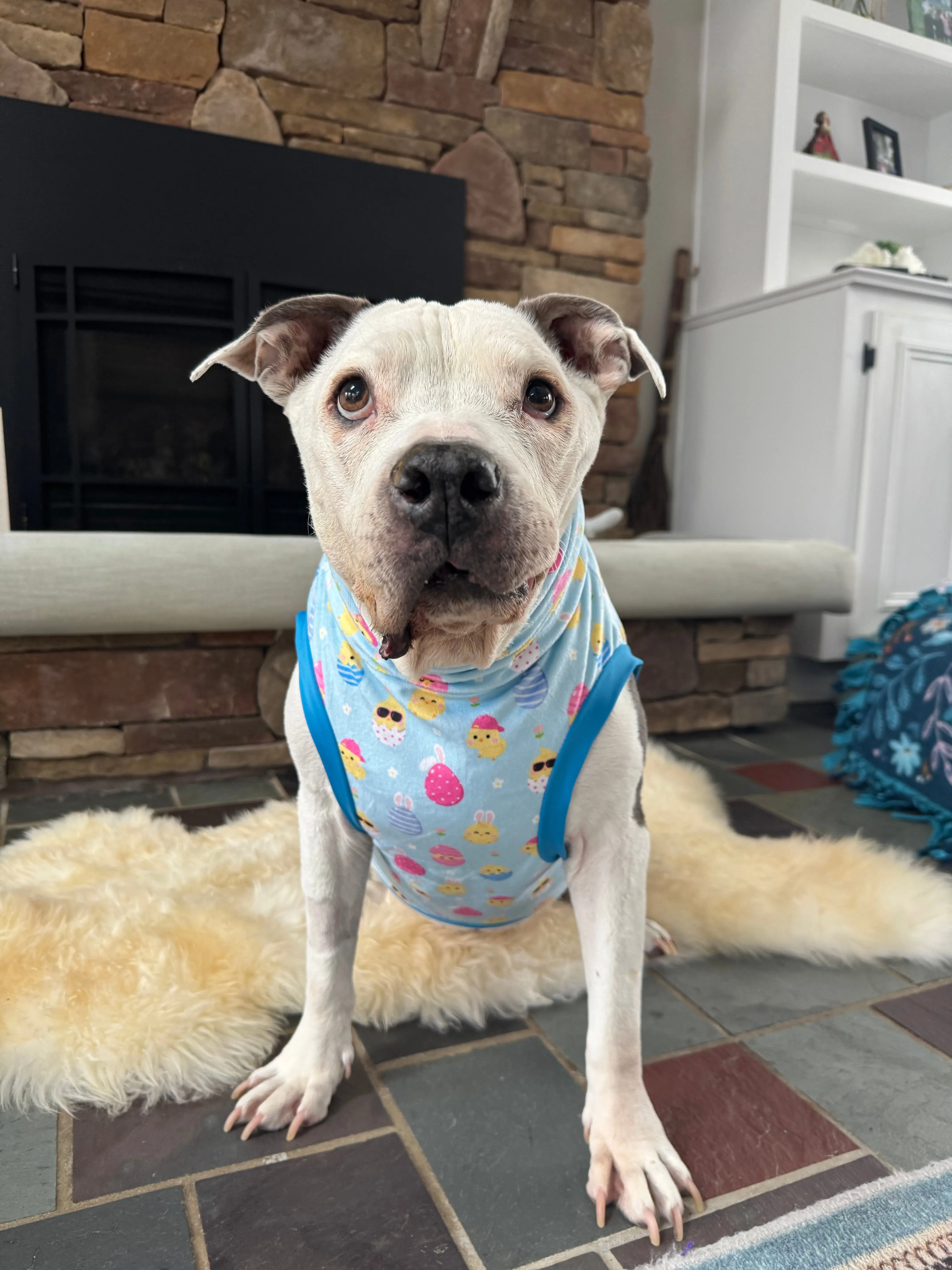 You’re A Funny Egg - Dog Pajama with Blue Neck & Trim/Sleeves